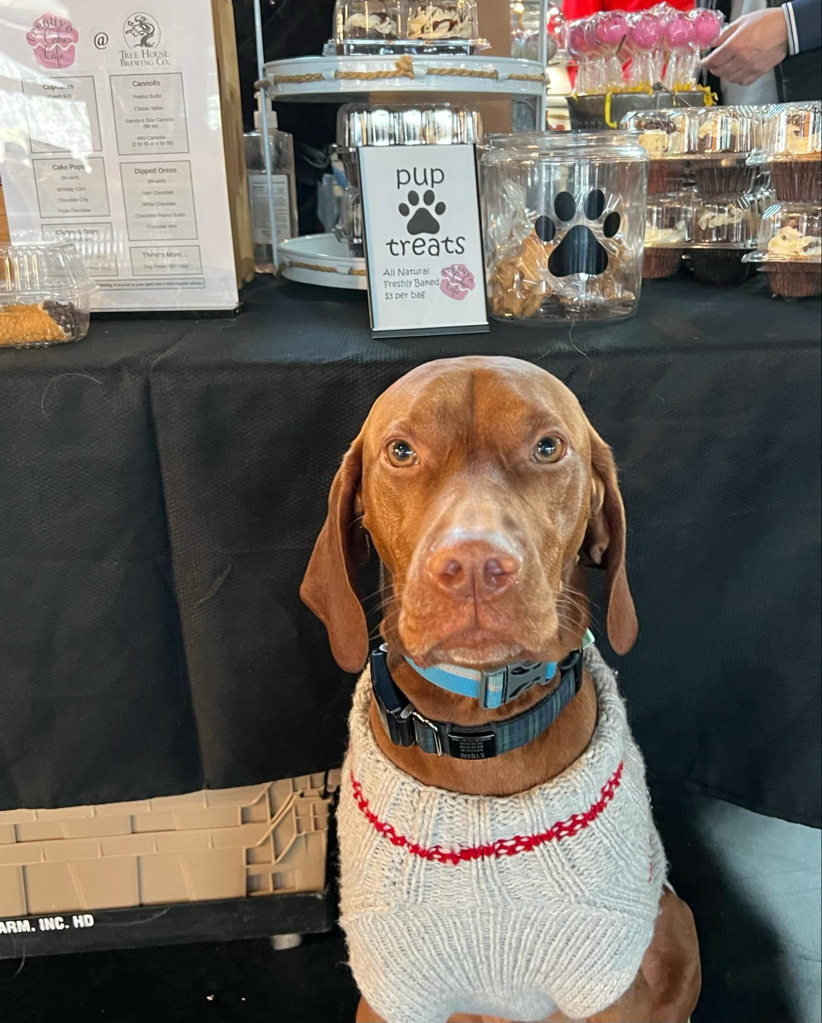 Pup Treats